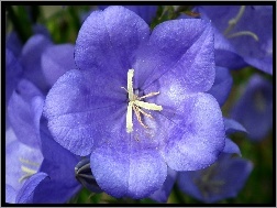 Niebieski, Kwiat, Przyroda, Rozwar